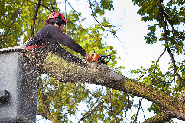 Best Affordable Tree Service  in Middleport, NY